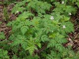 Geranium robertianum