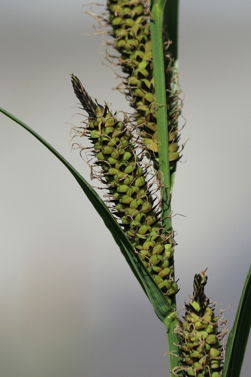 Изображение особи Carex acuta.