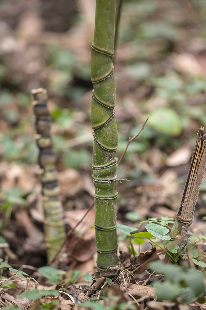 Изображение особи род Phyllostachys.