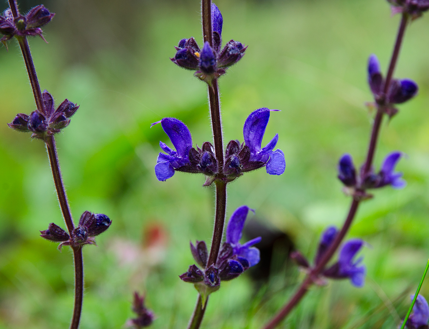 Изображение особи род Salvia.