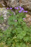 Geranium sylvaticum