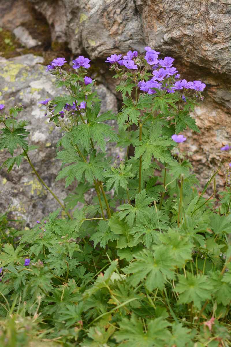 Изображение особи Geranium sylvaticum.