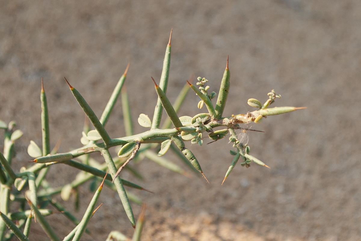 Image of Alhagi graecorum specimen.