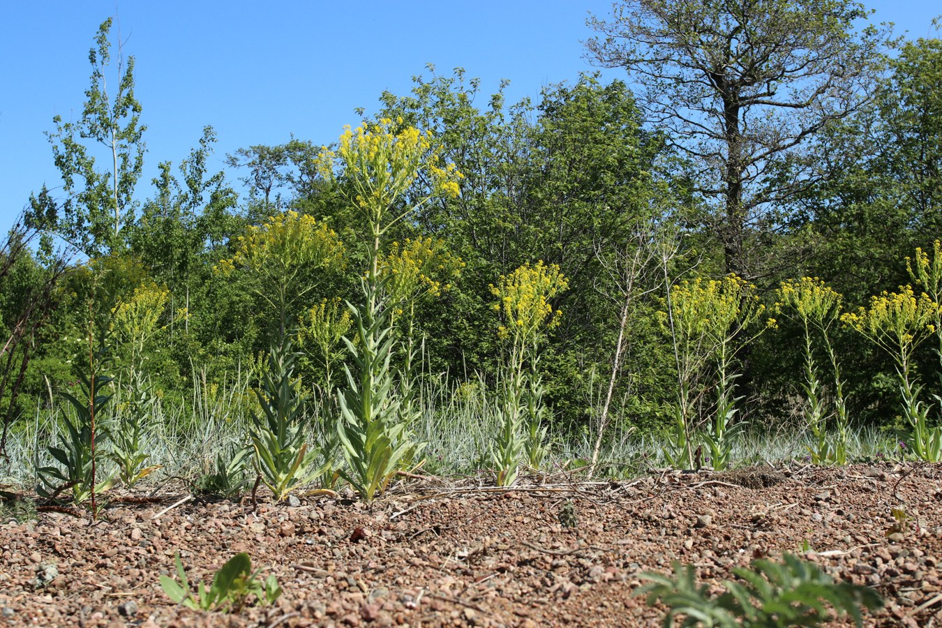 Image of Isatis tinctoria specimen.