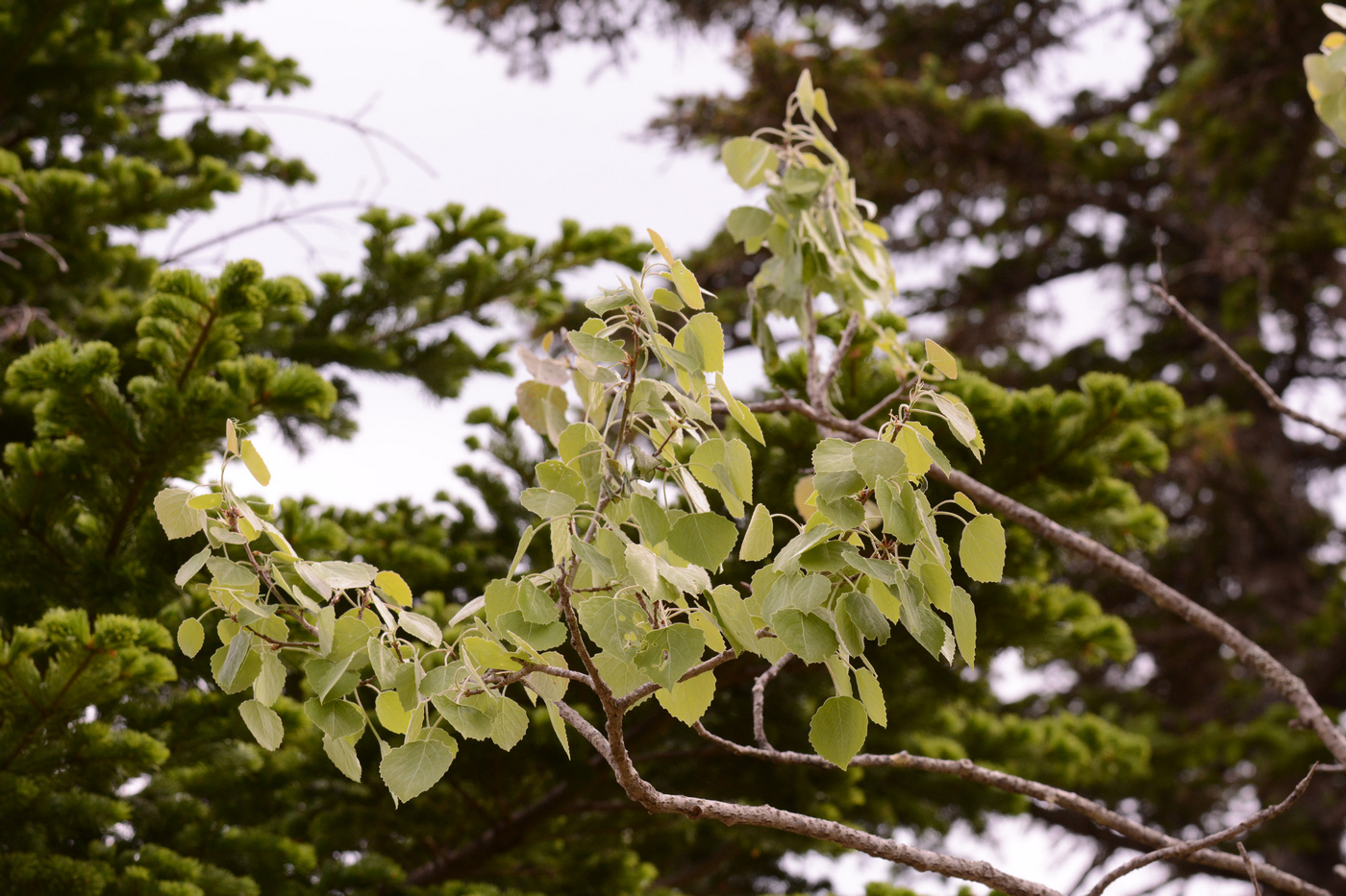 Image of Populus davidiana specimen.