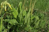 Primula veris. Прикорневые листья (видны абаксиальные поверхности) и основания цветоносов. Псковская обл., Невельский р-н, окр. дер. Худоярово, разнотравно-злаковый суходольный луг. 02.05.2024.