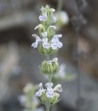 Nepeta subspecies troodi
