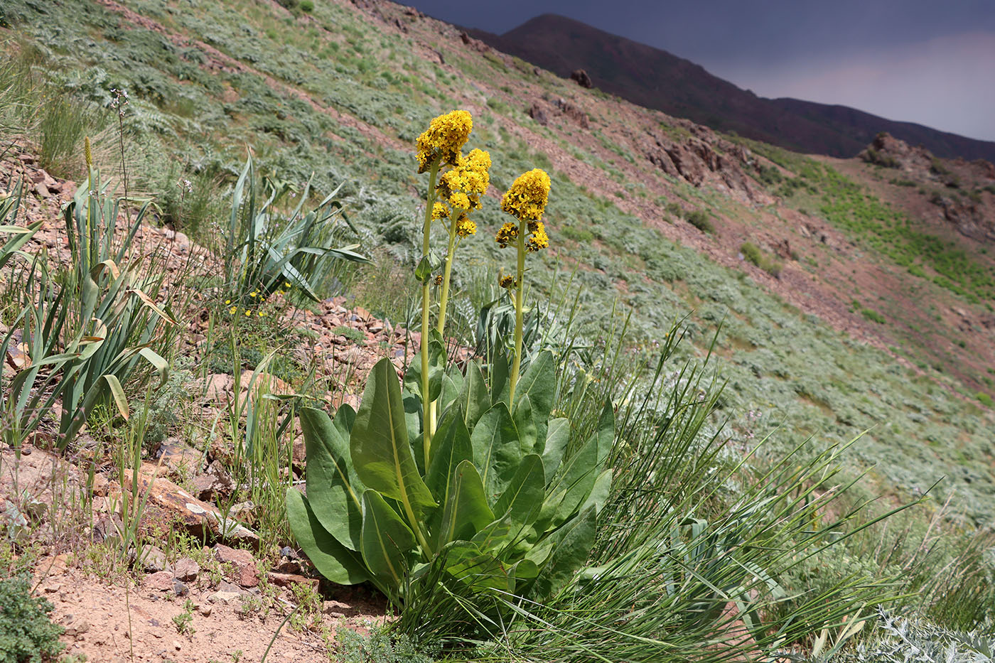 Image of Ligularia heterophylla specimen.