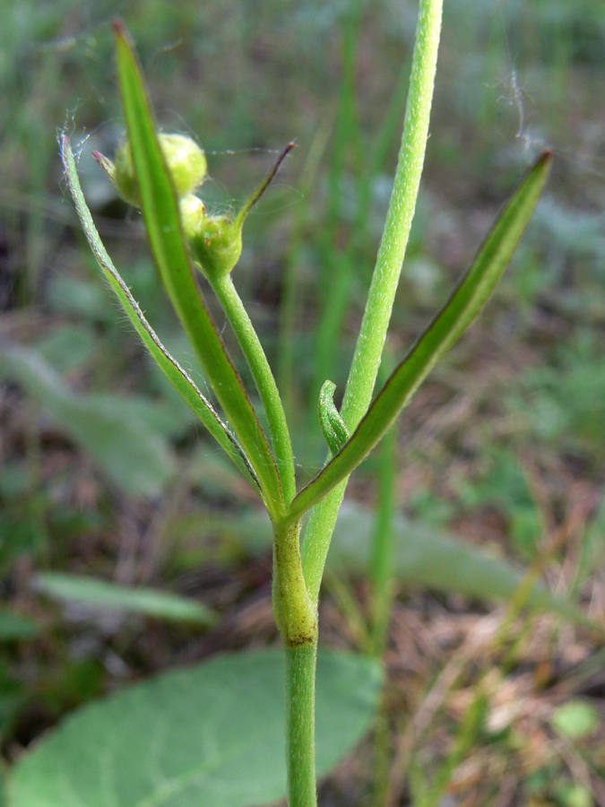 Изображение особи Ranunculus acris.