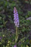 Gymnadenia conopsea
