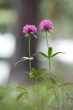 Trifolium alpestre