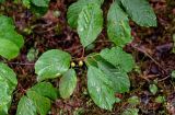 Frangula alnus