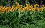 Canna × generalis
