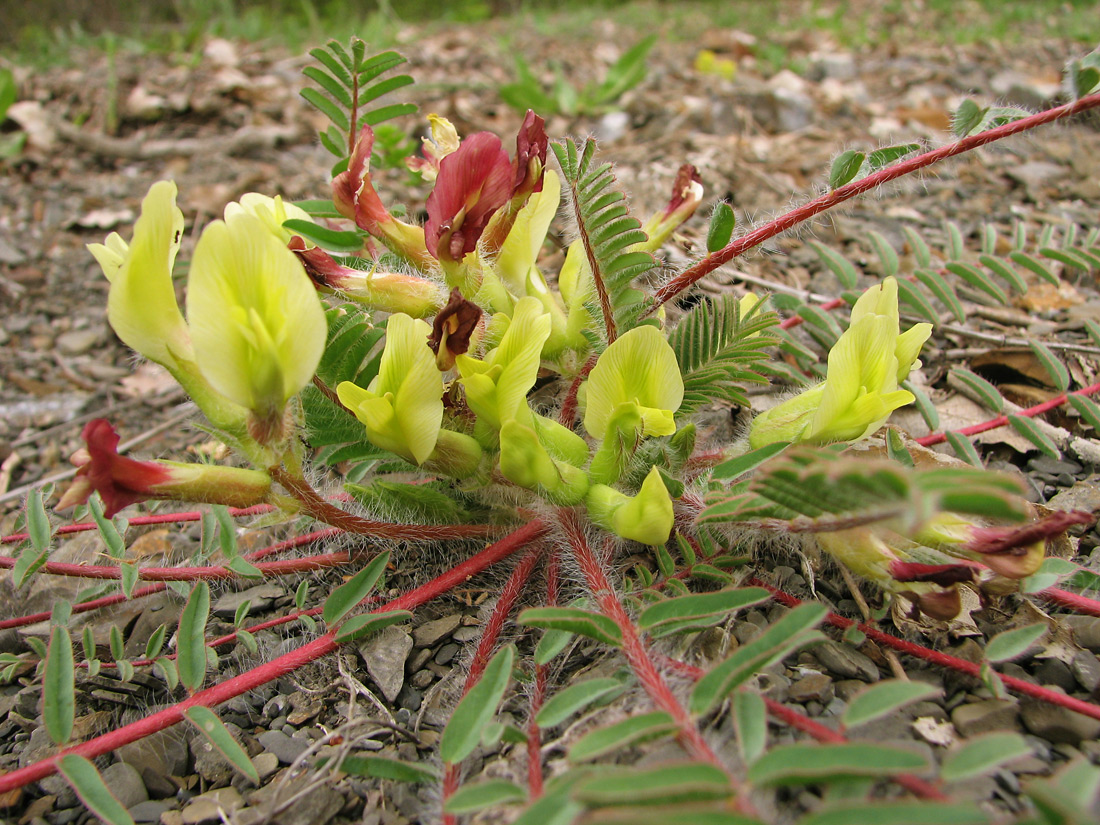 Изображение особи Astragalus utriger.