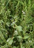 Veronica anagallis-aquatica. Верхушки цветущих растений. Узбекистан, Андижанская обл. Ходжаабадский р-н, окр. г. Ходжаабад, левый берег канала Шахрихансай. 06.07.2023.