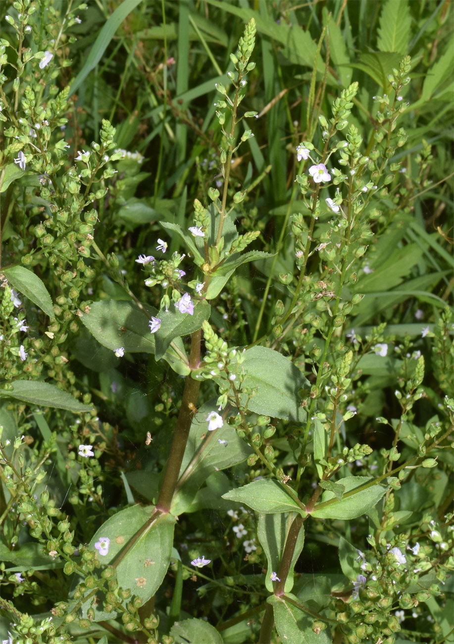 Изображение особи Veronica anagallis-aquatica.