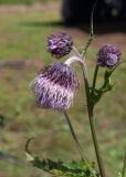Cirsium kamtschaticum