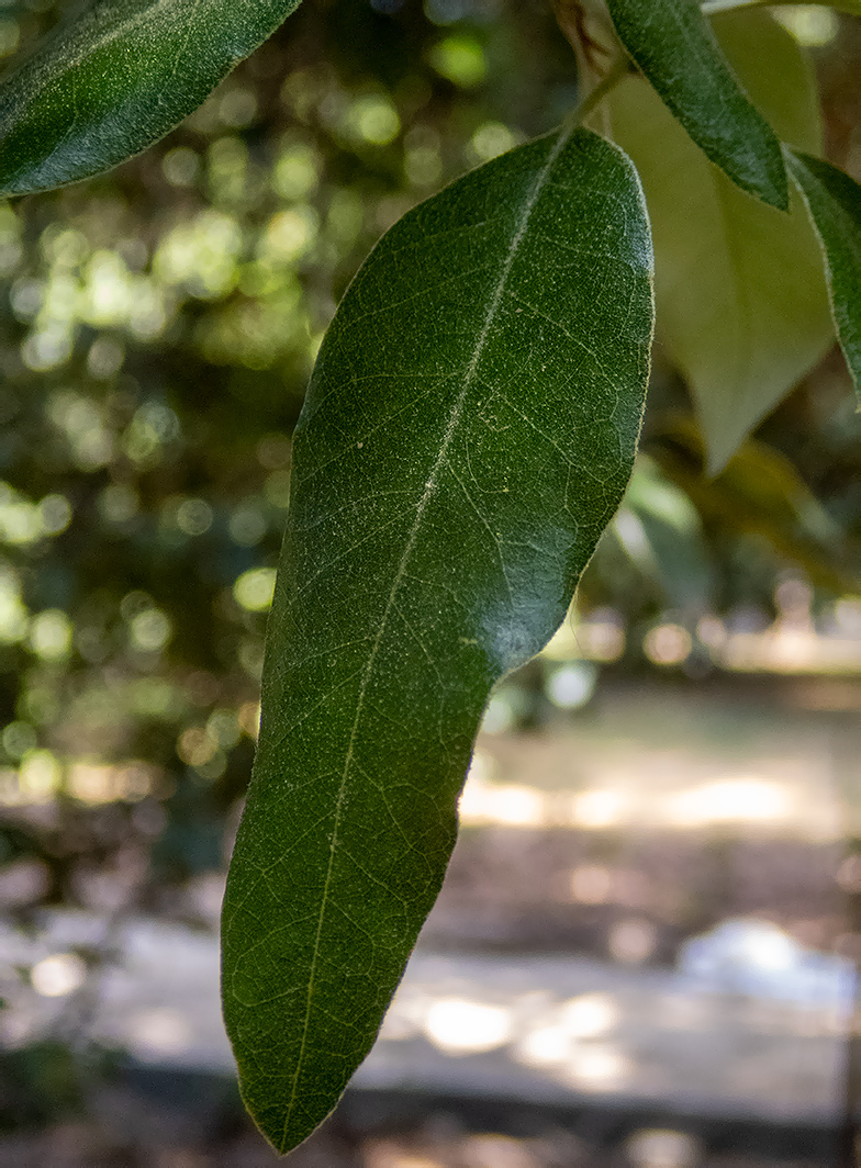 Image of Quercus ilex specimen.
