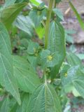 Acalypha australis. Средняя часть растения с соцветиями. Южный Берег Крыма, Артек, сорное в палисаднике. 21 июля 2010 г.