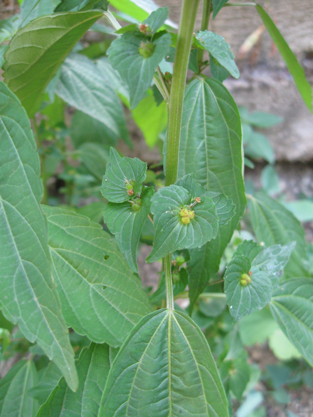 Изображение особи Acalypha australis.