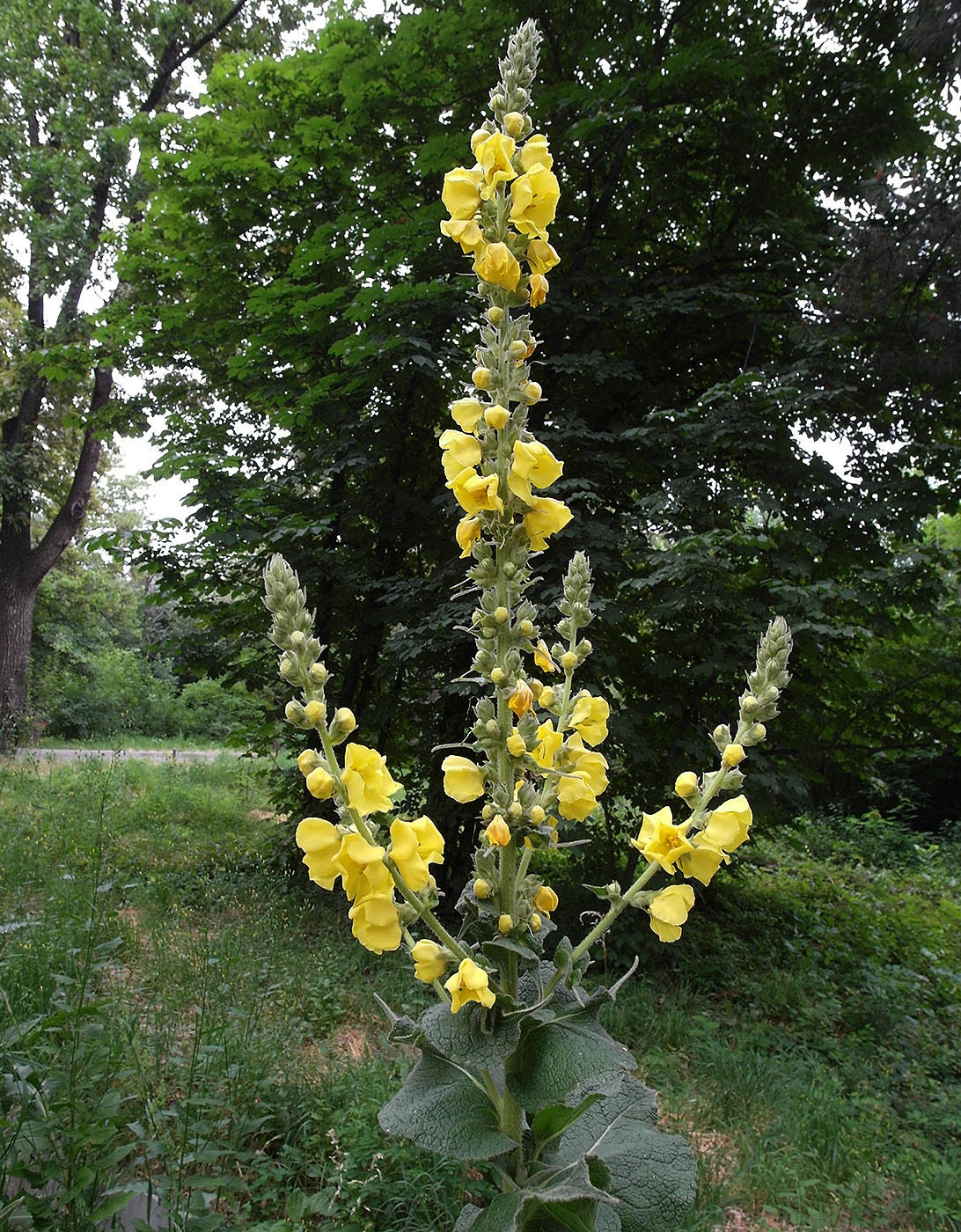 Изображение особи род Verbascum.