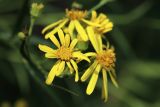 Senecio paludosus