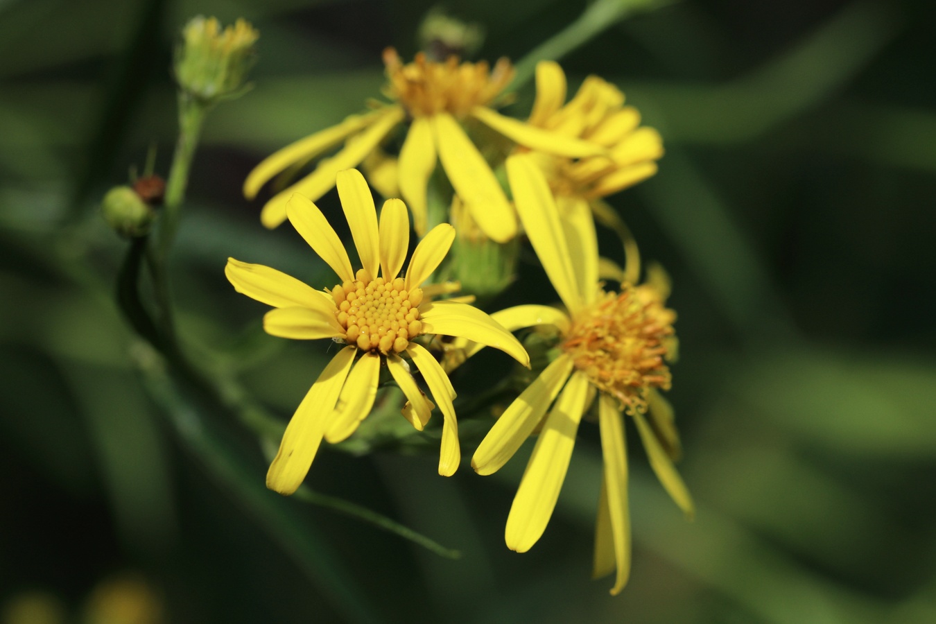 Изображение особи Senecio paludosus.