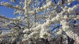 род Prunus