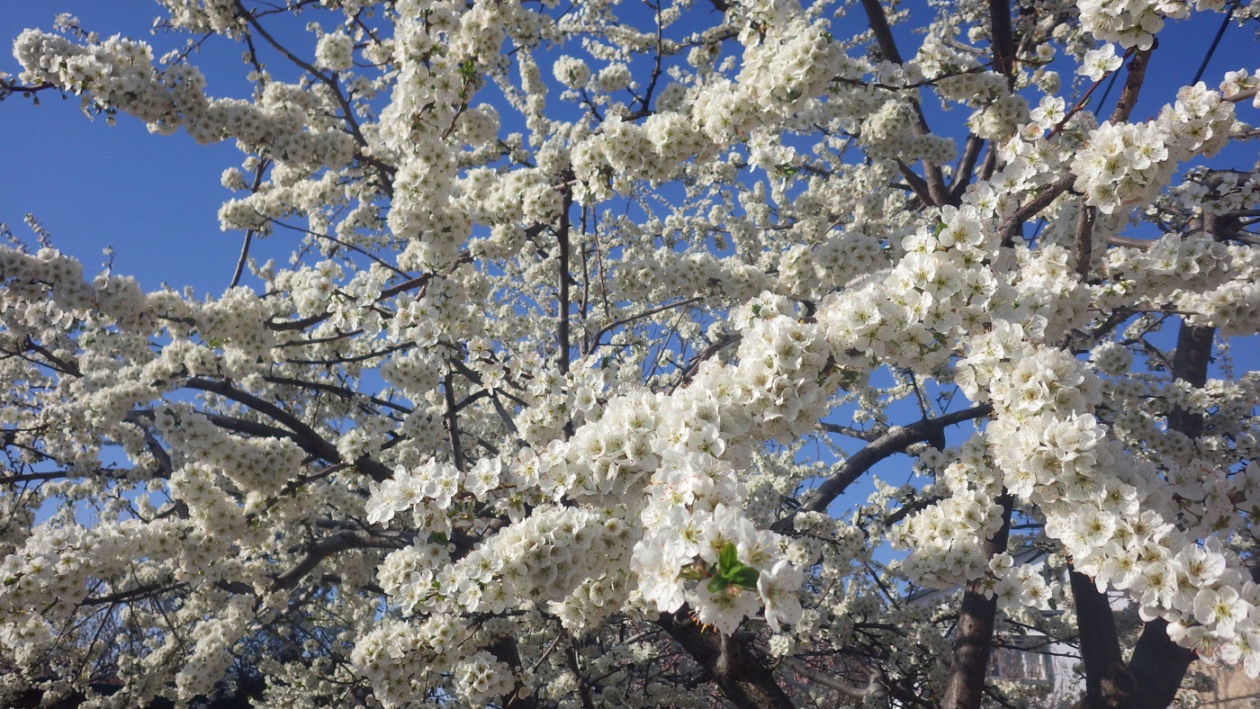Изображение особи род Prunus.