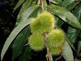 Castanea sativa