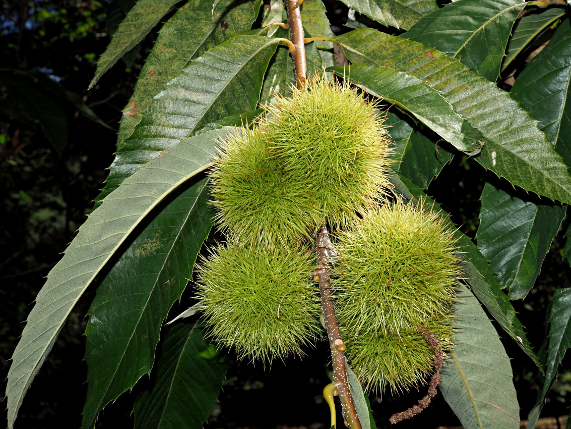 Image of Castanea sativa specimen.
