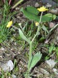 Ranunculus paucidentatus