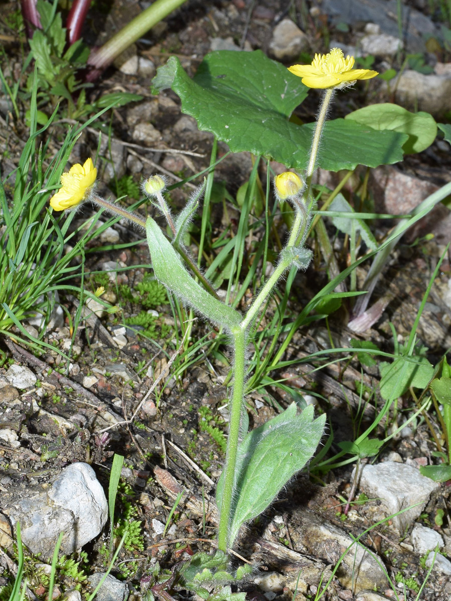 Image of Ranunculus paucidentatus specimen.