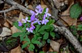 Cardamine quinquefolia. Верхушка цветущего растения. Краснодарский край, Сочи, Хостинский р-н, гора Ахун, широколиственный лес. 14.03.2025.