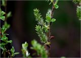 Salix cinerea