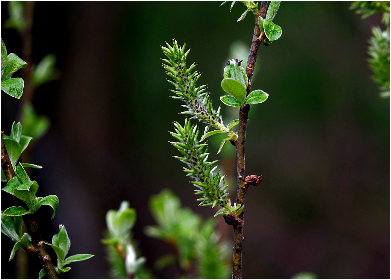 Image of genus Salix specimen.