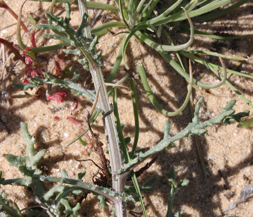 Image of Senecio glaucus specimen.