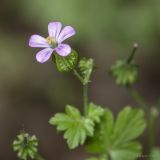 Geranium lucidum