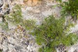 Rhamnus tortuosa