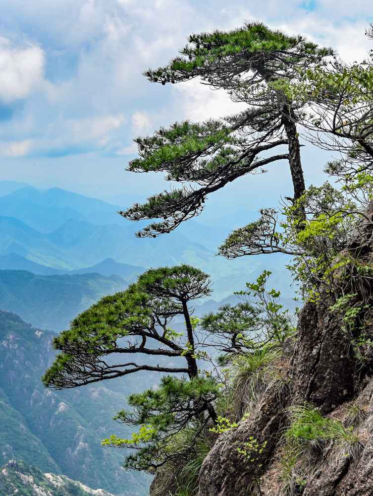 Изображение особи Pinus taiwanensis.