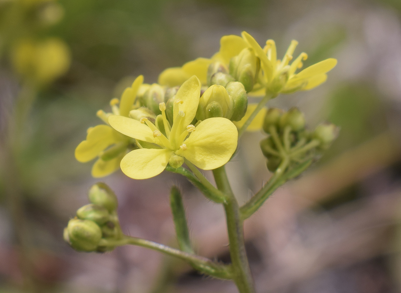 Изображение особи Biscutella valentina ssp. pyrenaica.