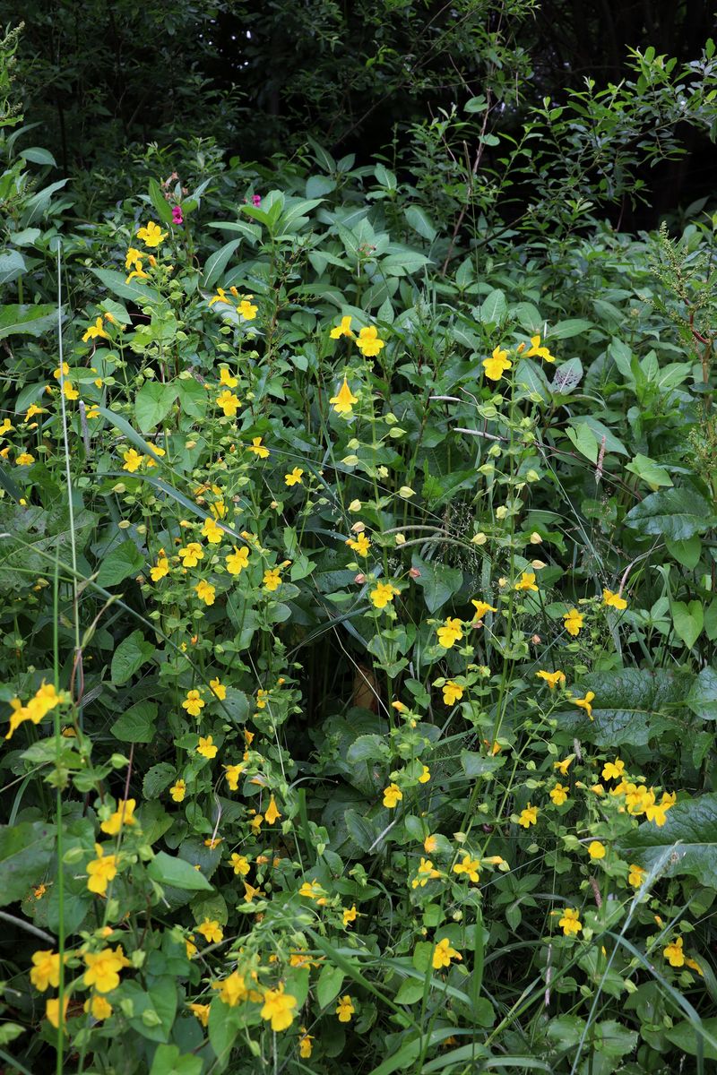 Image of Mimulus guttatus specimen.