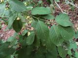 Euonymus europaeus
