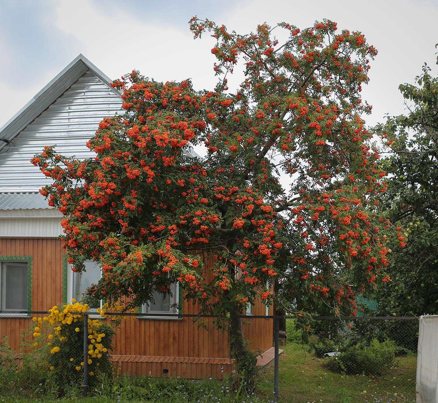 Изображение особи Sorbus aucuparia.