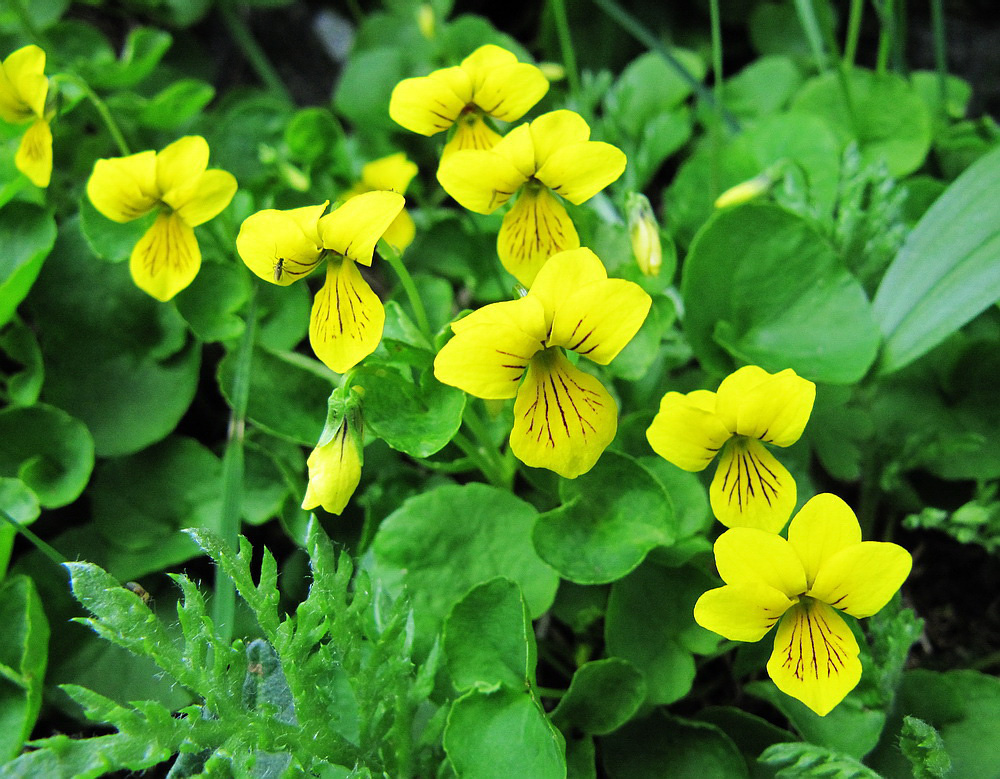 Image of Viola biflora specimen.