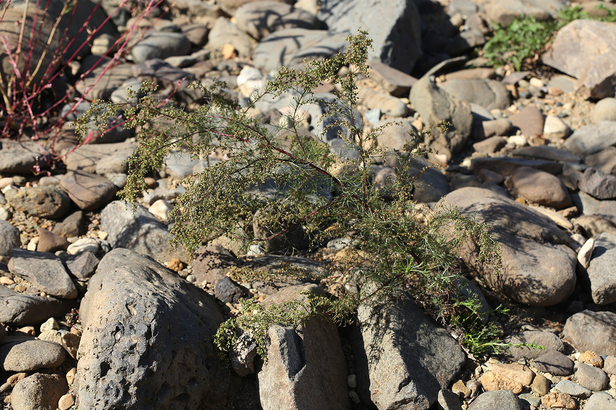 Изображение особи Artemisia scoparia.