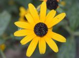 Rudbeckia hirta. Соцветие с пауком и белокрылкой. Узбекистан, Ташкентская обл., отроги Чаткальского хр., левый берег р. Галвасай, окр. кишлака Учтерак, зона отдыха \"Дустлик\". 25.09.2025.