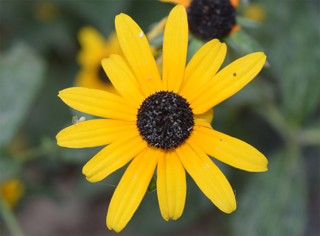 Image of Rudbeckia hirta specimen.