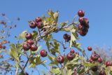Crataegus × tournefortii. Ветвь с плодами. ЮЗ Крым, окр. с. Резервное, гора Калафатлар, заросшая кустарником поляна. 16.10.2025.