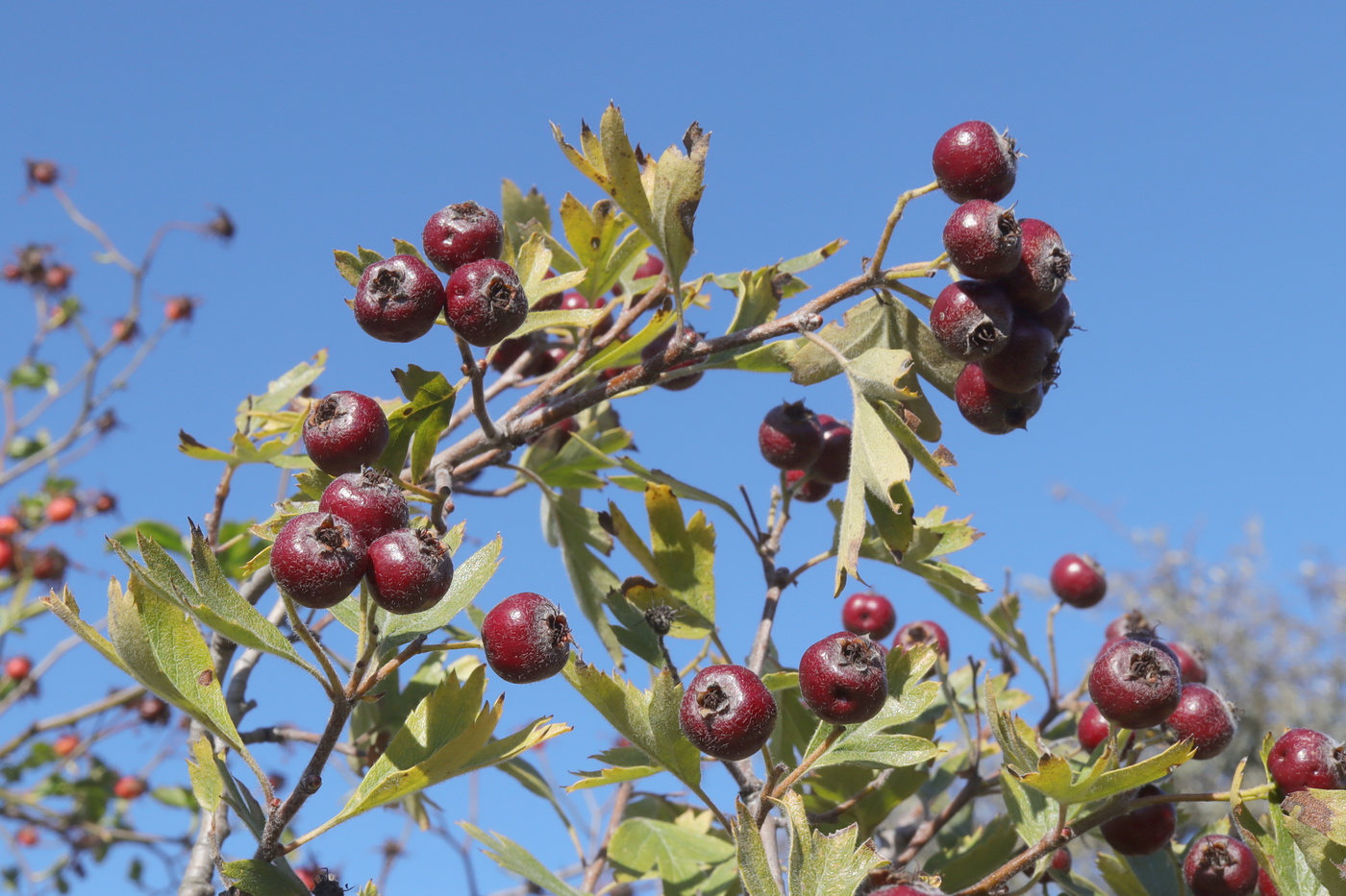 Изображение особи Crataegus × tournefortii.